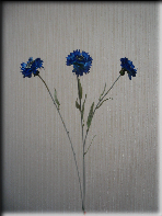 /netcat_files/115/159/h_9cfa616da9e489262188d91d56ead382